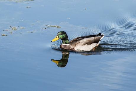 Male Mallard