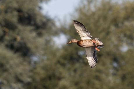 Female Mallard in Flight