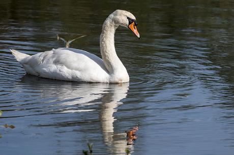 Mute Swan