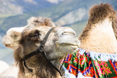 Fun Facts About Camels in Kyrgyzstan