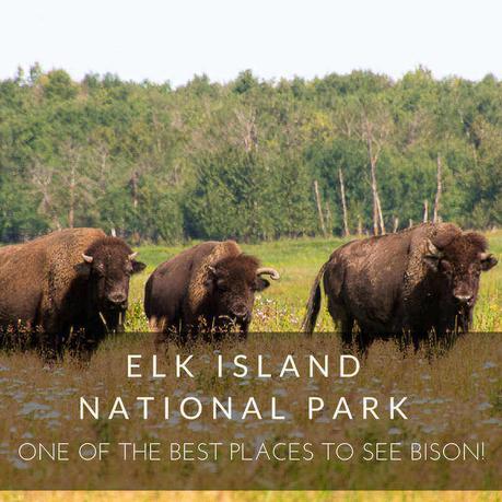 Elk Island National Park: One of the Best Places to See Bison!