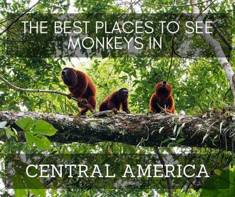 The Best Places to See Monkeys in Central America