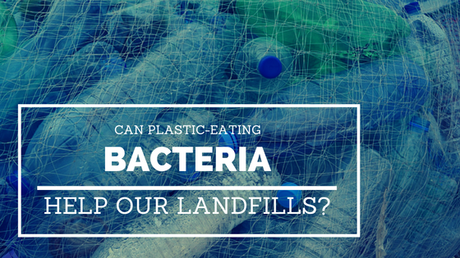 plastic-eating bacteria