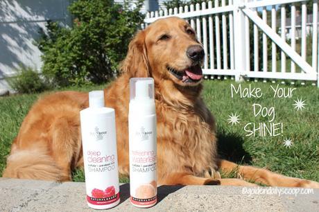 make your golden retriever shine with isle of dogs shampoo and waterless shampoo