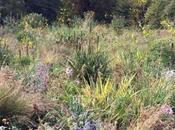 University Oxford Botanic Garden