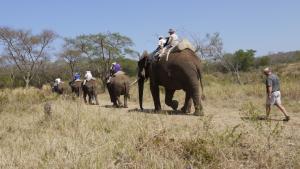 A little ride on the stars to complete the experience (that's us with Anton on the back of Tembo following the queue) 