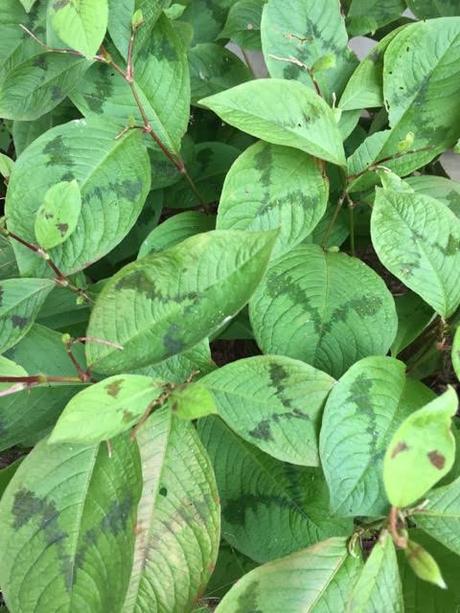 Persicaria