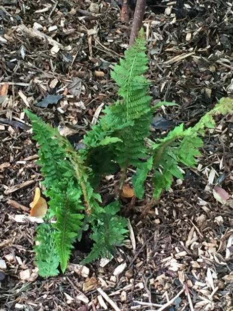 ferns