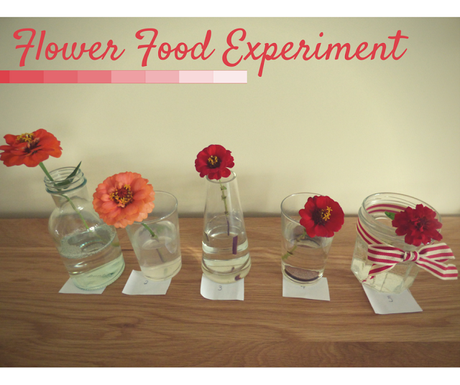 Homemade Flower Food Experiment