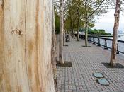 Friday Fotos: Naked Tree, Down River