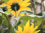 DAILY PHOTO: Sunflower Andes: Confused Distracted?