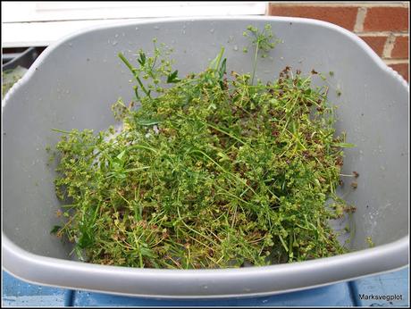 Collecting seeds from Leaf Celery