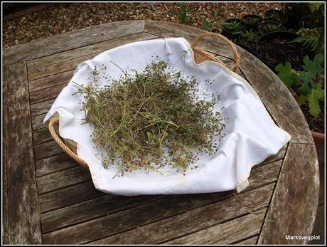 Collecting seeds from Leaf Celery