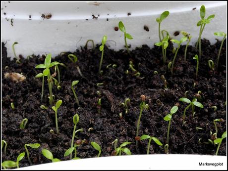 Collecting seeds from Leaf Celery