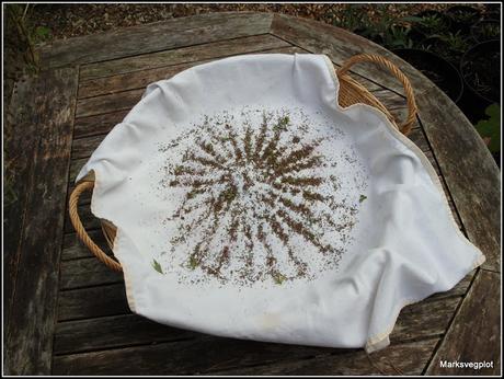 Collecting seeds from Leaf Celery