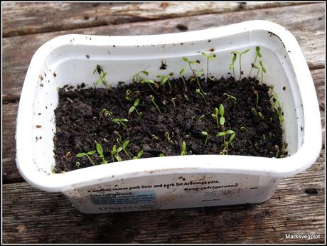 Collecting seeds from Leaf Celery