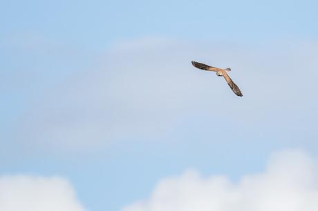 Swooping Kestrel