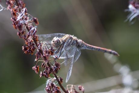 Common Darter