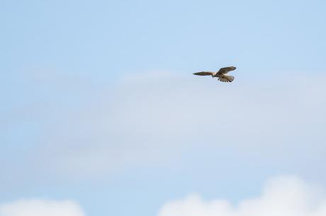 Hovering Kestrel