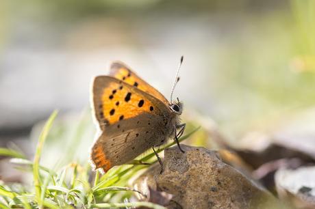 Small Copper