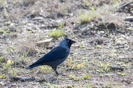 A Chill in the Air - Jackdaw