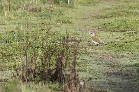 Young Green Woodpecker