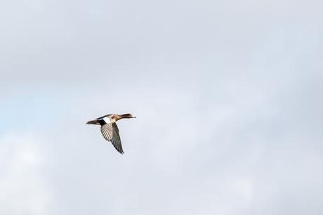 Wigeon in Flight