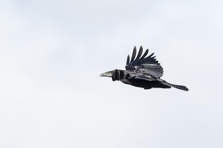 Rook in Flight