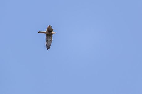 Flyby Kestrel