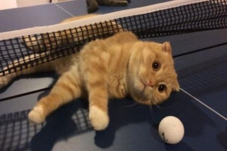 Top 10 Fit & Active Cats Who Love Sports