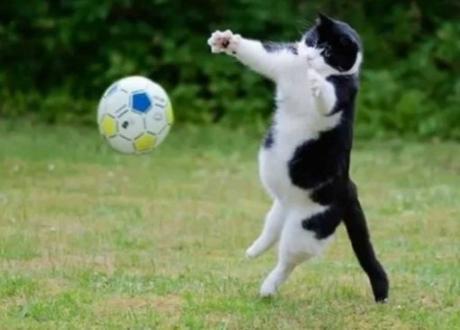 Cat Playing Football (Soccer)
