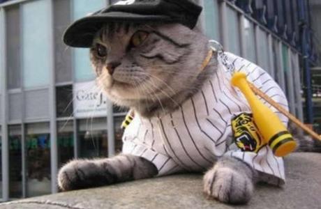 Cat Playing Baseball
