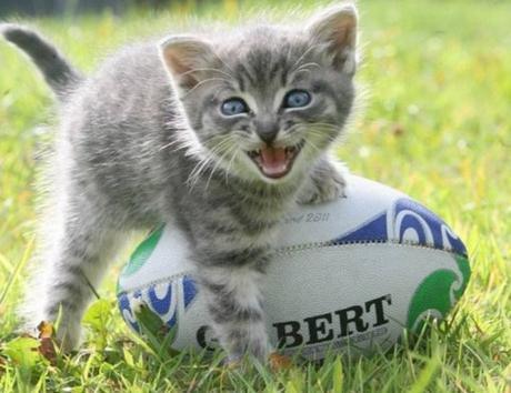 Cat Playing Rugby