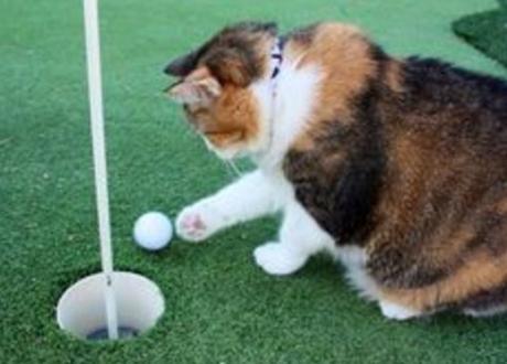 Cat Playing Golf