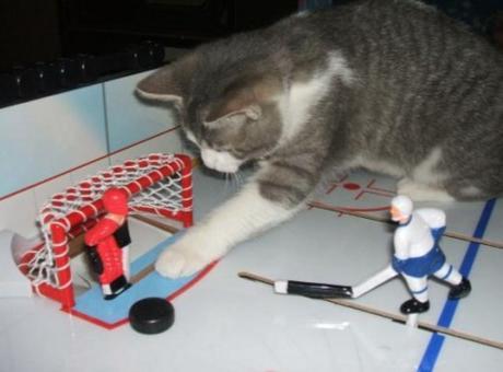 Cat Playing Hockey