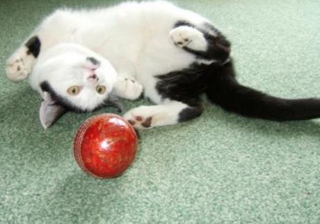 Cat Playing Cricket