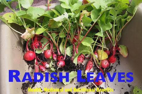 Radish Leaves Health Benefits