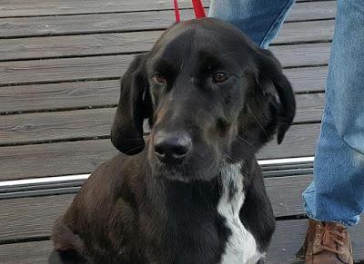 #NationalBlackDogDay - #October 1st educates about #BlackDogSyndrome