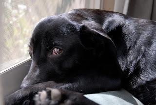 #NationalBlackDogDay - #October 1st educates about #BlackDogSyndrome