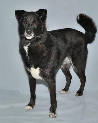 #NationalBlackDogDay - #October 1st educates about #BlackDogSyndrome