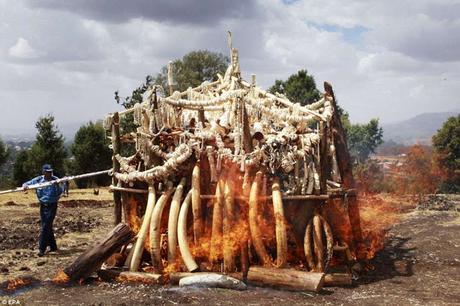 Ethiopia's zero-tolerance policy - 74 crores ivory burnt