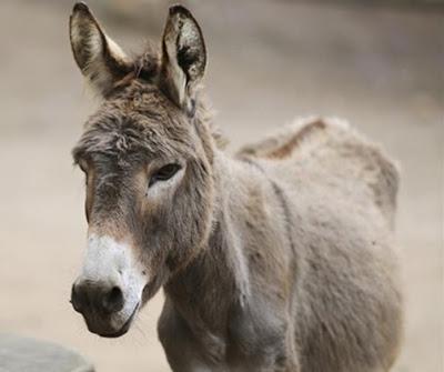 African countries ban donkey export to China