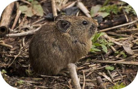 Pica; rare Pika and Sikkim cleanest State in the country