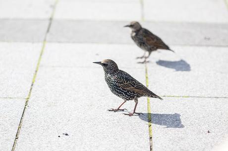 Starlings after chips