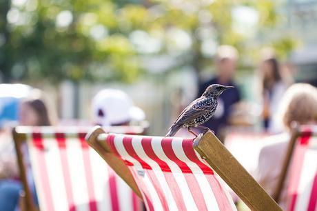Starling resting on a Deck Chair