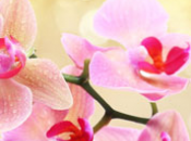 Pink Orchid Amber Fragrance