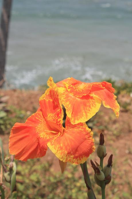 Taken in March of 2016 at Varkala