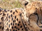 DAILY PHOTO: Cheetah Leash