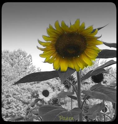 Spurgeon on the difficult Hebrews verse