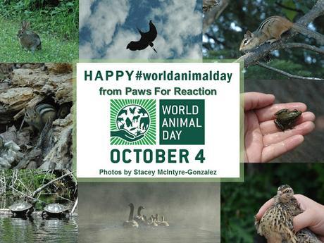 #WorldAnimalDay - Get involved and show you care